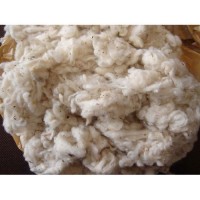 100% COTTON LICKERIN FOR GROW PLANT, SPINNING BEST PRICE HIGH QUALITY